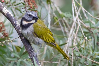Buff-throated Saltator - Bontkeelsaltator - Saltator des grands-bois