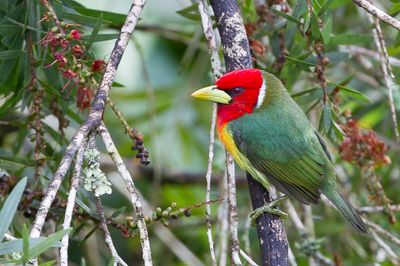Red-headed Barbet - Roodkopbaardvogel - Cabézon à tête rouge