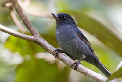 Slaty Flowerpiercer - Leigrijze Berghoningkruiper - Percefleur ardoisé (m)