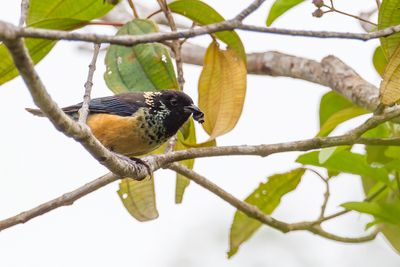 Spangle-cheeked Tanager - Glansvlektangare - Calliste pailleté
