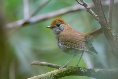Ruddy-capped Nightingale-Thrush - Bergdwerglijster - Grive à calotte rousse