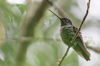Talamanca Hummingbird - Lawrence' Kolibrie - Colibri de la Talamanca