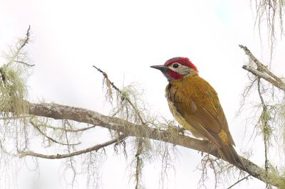 Golden-olive Woodpecker - Olijfrugspecht - Pic or-olive