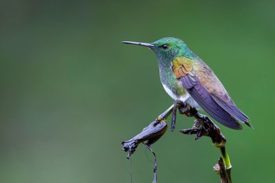 Snowy-bellied Hummingbird - Edwards Amazilia - Ariane d'Edward