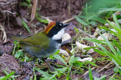 Chestnut-capped Brushfinch - Bruinkapstruikgors - Tohi à nuque brune
