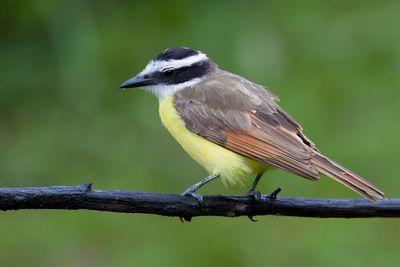 Great Kiskadee - Grote Kiskadie - Tyran quiquivi