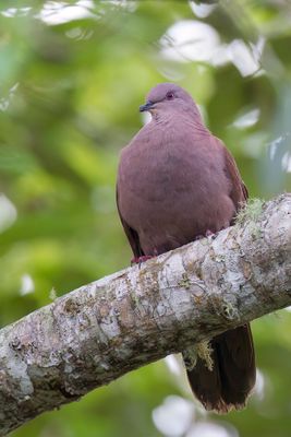 Ruddy Pigeon - Purperduif - Pigeon vineux