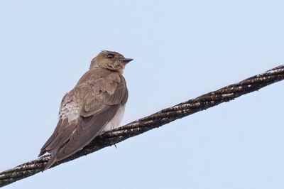 Southern Rough-winged Swallow - Zuid-Amerikaanse Ruwvleugelzwaluw - Hirondelle à gorge rousse
