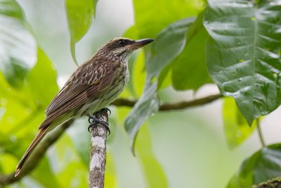 Streaked Flycatcher - Gestreepte Tiran - Tyran audacieux