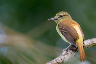 Bright-rumped Attila - Goudstuitattila - Attila à croupion jaune
