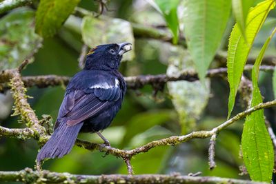 White-shouldered Tanager - Witschoudertangare - Tangara à épaulettes blanches