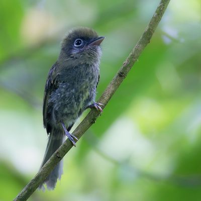 Eye-ringed Flatbill - Brilbreedbektiran - Tyranneau à bec court