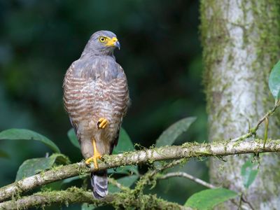 Roadside Hawk - Wegbuizerd - Buse à gros bec