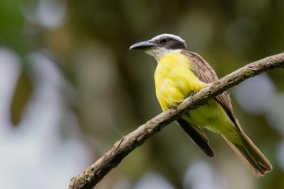 Boat-billed Flycatcher - Bootsnaveltiran - Tyran pitangua