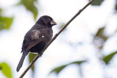 Thick-billed Seed Finch - Diksnavelzaadkraker - Sporophile à bec fort (m)