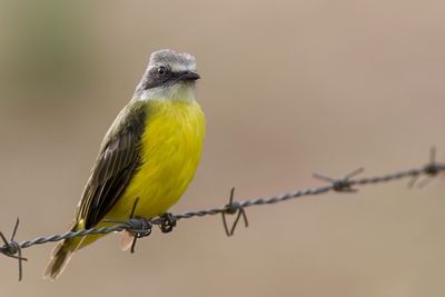 Grey-capped Flycatcher - Grijskruintiran - Tyran à tête grise