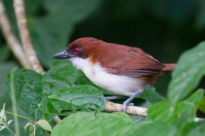 Great Antshrike - Grote Mierklauwier - Grand Batara (f)