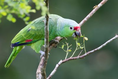 Red-lored Amazon -Geelwangamazone - Amazone à lores rouges
