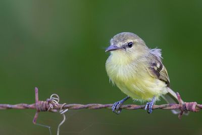 Yellow Tyrannulet - Gele Looftiran - Tyranneau flavéole