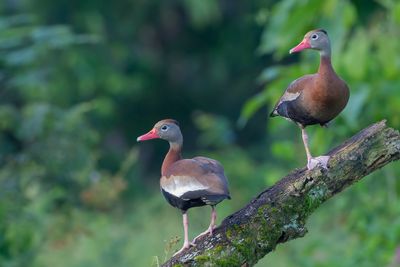 Black-bellied Whistling Duck - Zwartbuikfluiteend - Dendrocygne à ventre noir