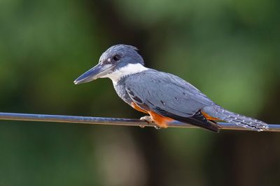Ringed Kingfisher - Amerikaanse Reuzenijsvogel - Martin-pêcheur à ventre roux (f)