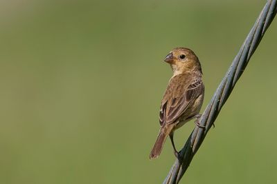 Ruddy-breasted Seedeater - Dwergdikbekje - Sporophile petit-louis (f)