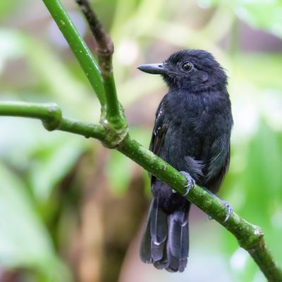 Black-hooded Antshrike - Zwartkapmierklauwier - Batara capucin (m)