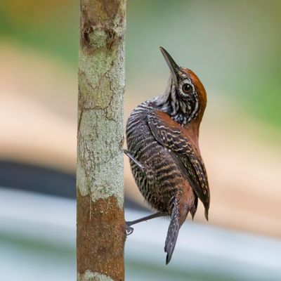 Riverside Wren - Oeverwinterkoning - Troglodyte des ruisseaux