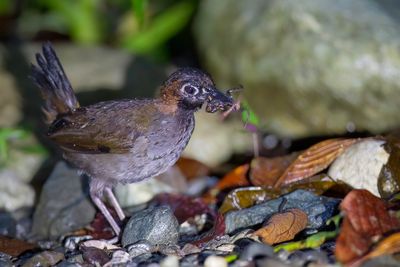 Black-faced Antthrush - Zwartkeelmierlijster - Tétéma coq-de-bois