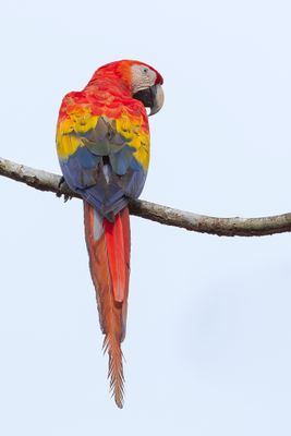Scarlet Macaw - Geelvleugelara - Ara rouge
