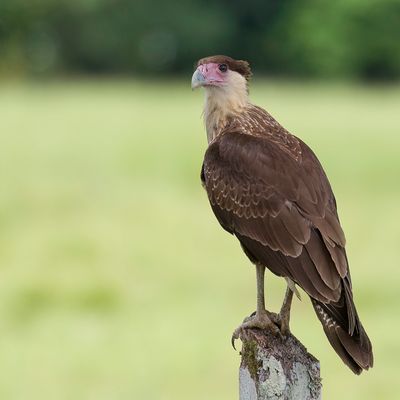 Crested Caracara - Kuifcaracara - Caracara huppé