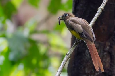 Northern Black-throated Trogon - Trogon de Cabanis (f)