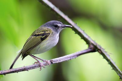 Slate-headed Tody Flycatcher - Grijskeelschoffelsnavel - Todirostre de Desmarest