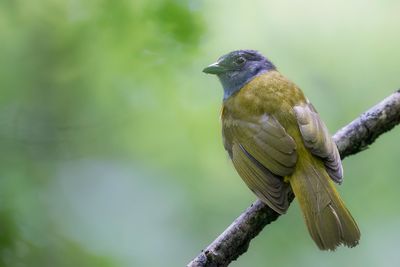 Grey-headed Tanager - Amazonetangare - Tangara à tête grise