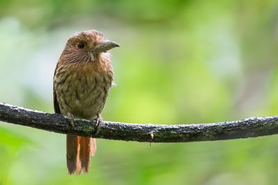 White-whiskered Puffbird - Witsnorbaardkoekoek - Tamatia de Lafresnaye