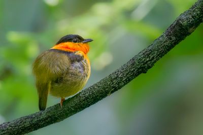 Orange-collared Manakin - Oranjekraagmanakin - Manakin à col orange (m)