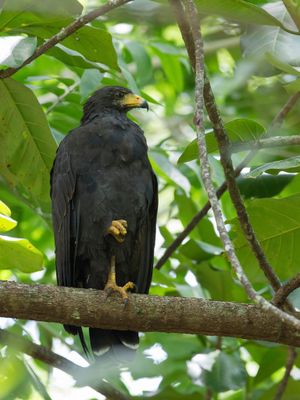 Common Black Hawk - Zwarte Buizerd - Buse noire