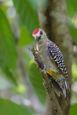 Hoffmann's Woodpecker - Hoffmanns Specht - Pic de Hoffmann (m)