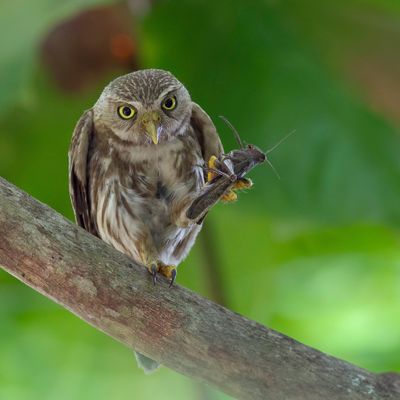 Ferruginous Pygmy Owl - Braziliaanse Dwerguil - Chevêchette brune