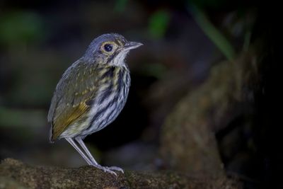 Streak-chested Antpitta - Brilmierpitta - Grallaire à lunettes