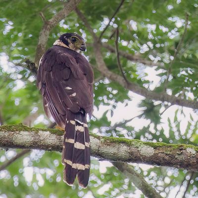 Collared Forest Falcon - Grote Bosvalk - Carnifex à collier