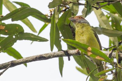 Rufous-browed Peppershrike - Roodbrauwpeperklauwier - Sourciroux mélodieux