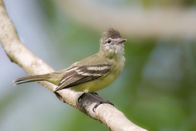 Southern Beardless Tyrannulet - Geelkeelvliegenpikker - Tyranneau passegris