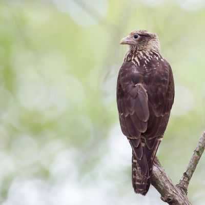 Yellow-headed Caracara - Geelkopcaracara - Caracara à tête jaune
