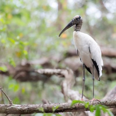 Wood Stork - Kaalkopooievaar - Tantale d'Amérique