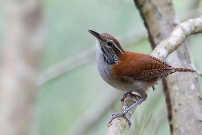 Rufous-and-white Wren - Rood-witte Winterkoning - Troglodyte rufalbin