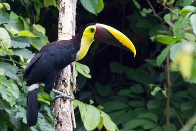 Yellow-throated Toucan - Zwartsnaveltoekan - Toucan tocard