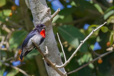 Blood-breasted Flowerpecker - Roodborsthoningvogel - Dice sanglant (m)