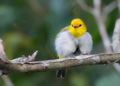 Yellow-ringed White-eye - Geelringbrilvogel - Zostrops  lunettes jaunes