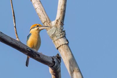 Cinnamon-banded Kingfisher - Timorijsvogel - Martin-chasseur couronn